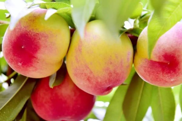 桃子的原产地,原产地在中国