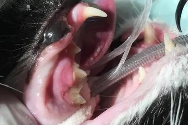 猫咪常见的口腔疾病，常见的有牙周病、慢性口炎等