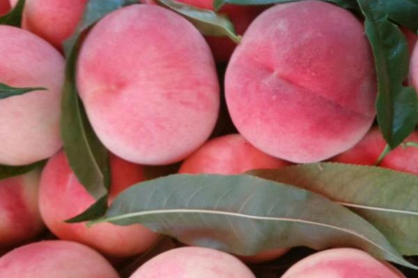 桃子的原产地,原产地在中国