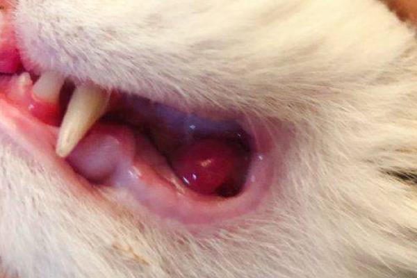 猫咪常见的口腔疾病，常见的有牙周病、慢性口炎等