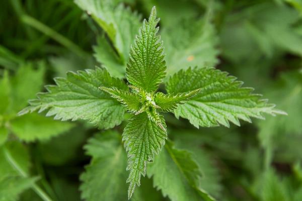 荨麻草的外形特征，基本多分枝