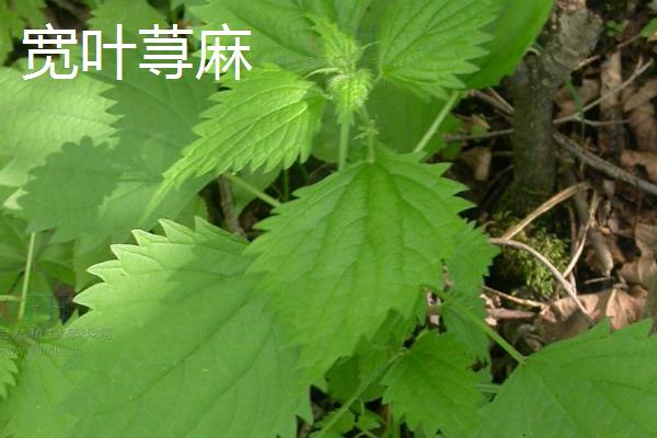 荨麻草的外形特征，基本多分枝