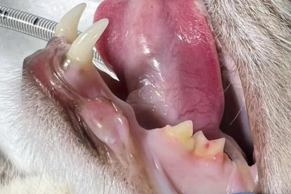 猫咪常见的口腔疾病，常见的有牙周病、慢性口炎等