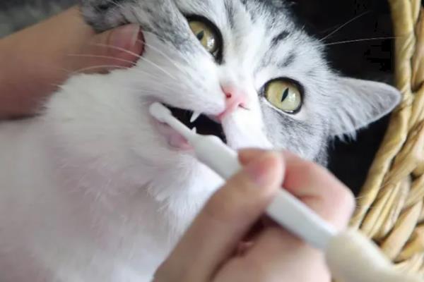 猫咪常见的口腔疾病，常见的有牙周病、慢性口炎等