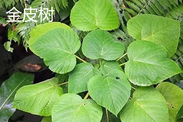 荨麻草的外形特征，基本多分枝
