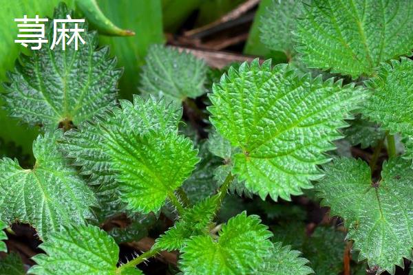 荨麻草的外形特征，基本多分枝