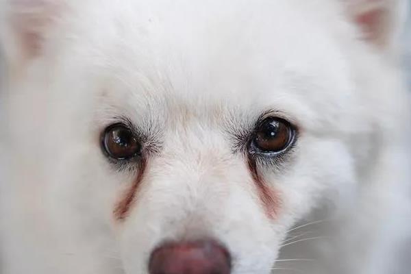 劣质宠粮的危害，对犬猫的肠道刺激性较大