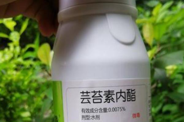芸苔素能不能拌麦种，芸苔素可以拌麦种