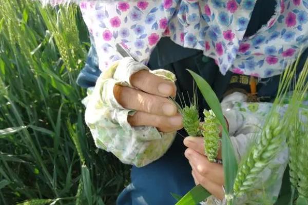 芸苔素能不能拌麦种，芸苔素可以拌麦种