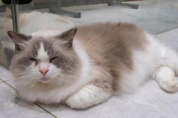 猫咪毛球症有什么症状，典型症状为频繁干呕