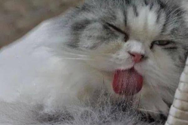 猫咪毛球症有什么症状，典型症状为频繁干呕