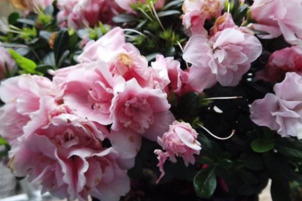 杜鹃花盆栽如何养，生长旺期每隔两到三天浇一次水