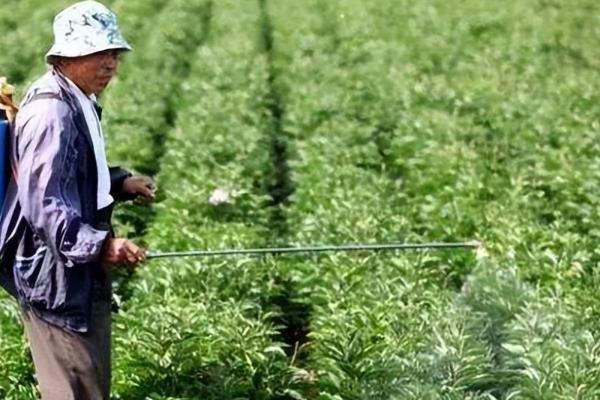 烟草病毒病的农药防治办法，可选用菌克毒克、金叶宝等药剂