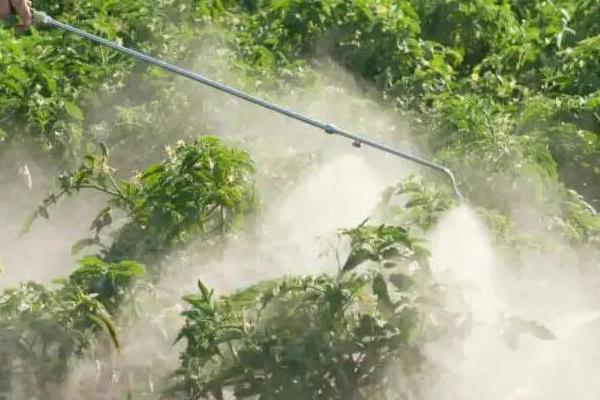 烟草病毒病的农药防治办法，可选用菌克毒克、金叶宝等药剂