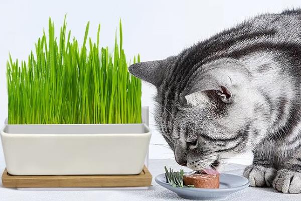 猫咪毛球症有什么症状，典型症状为频繁干呕