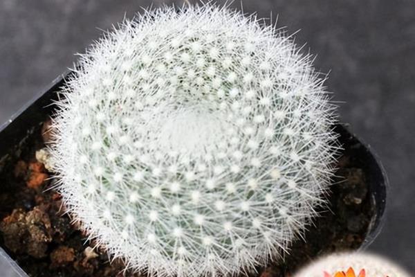 白雪光如何养殖，生长需要充足的散射光照
