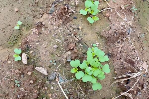 夏白菜怎么管理，3-4叶期要间苗、包心前10-15天需充分浇水