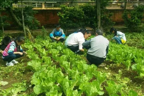 夏白菜怎么管理，3-4叶期要间苗、包心前10-15天需充分浇水