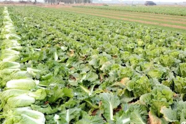 夏白菜怎么管理，3-4叶期要间苗、包心前10-15天需充分浇水