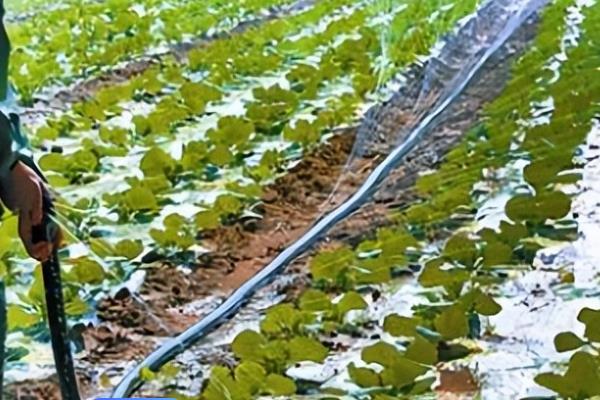 夏白菜怎么管理，3-4叶期要间苗、包心前10-15天需充分浇水