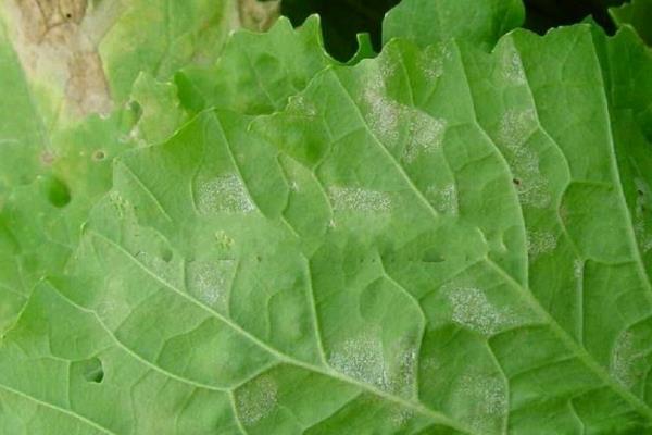 夏白菜怎么管理，3-4叶期要间苗、包心前10-15天需充分浇水