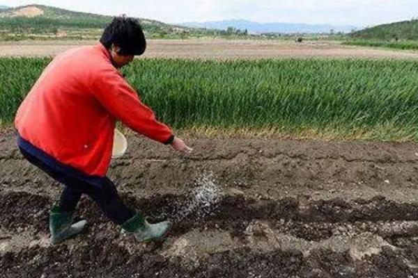 花生后期使用什么肥料追肥，可以使用氮肥、磷肥、人粪肥等