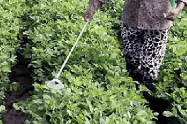 花生后期使用什么肥料追肥，可以使用氮肥、磷肥、人粪肥等