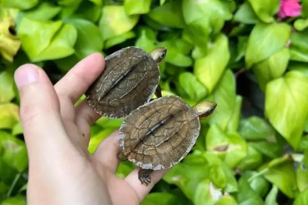 怎么养金钱龟苗，刚出生的金钱龟需要每天换一次