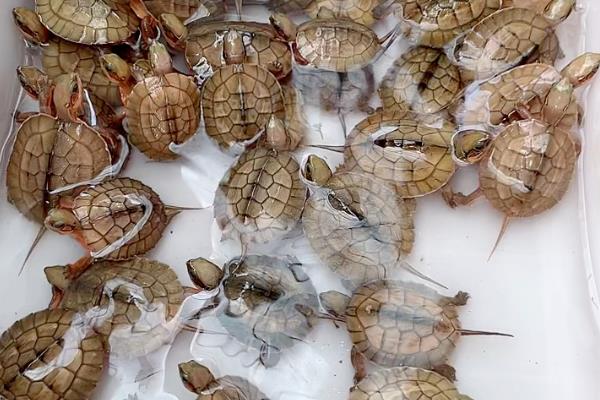 怎么养金钱龟苗，刚出生的金钱龟需要每天换一次