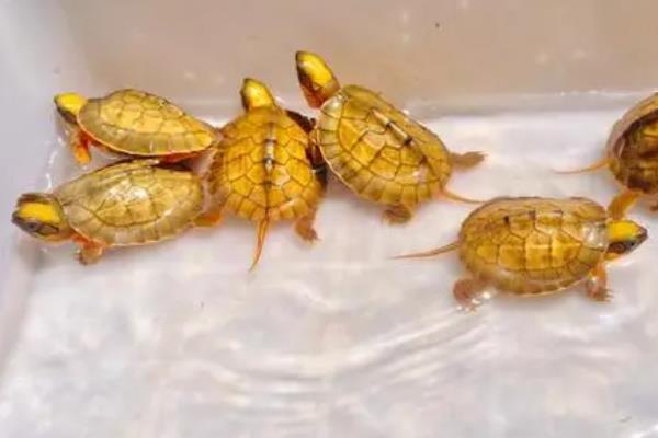 怎么养金钱龟苗，刚出生的金钱龟需要每天换一次