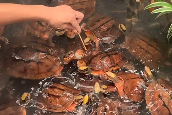 怎么养金钱龟苗，刚出生的金钱龟需要每天换一次