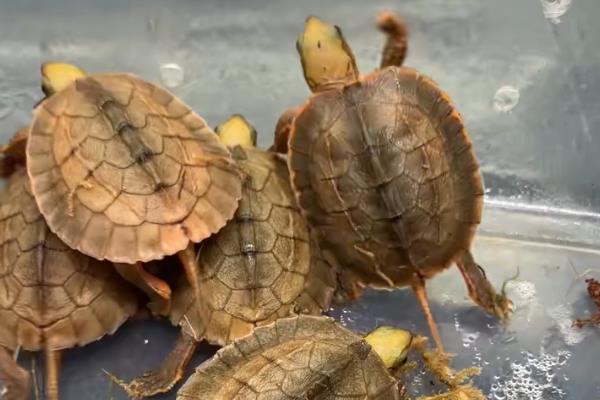 怎么养金钱龟苗，刚出生的金钱龟需要每天换一次