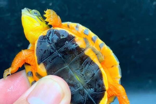 怎么养金钱龟苗，刚出生的金钱龟需要每天换一次