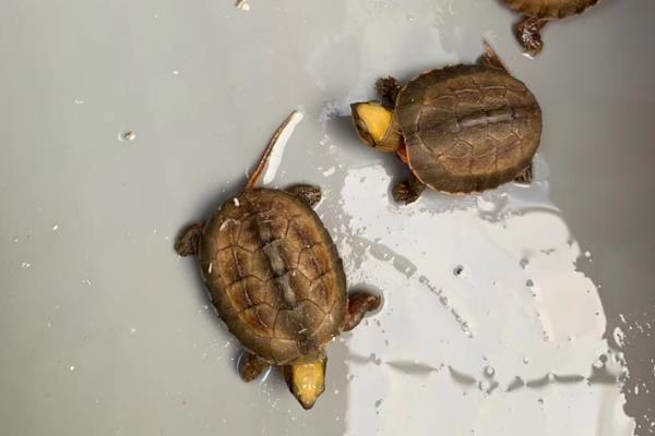 怎么养金钱龟苗，刚出生的金钱龟需要每天换一次