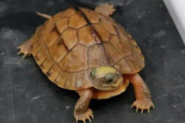 怎么养金钱龟苗，刚出生的金钱龟需要每天换一次