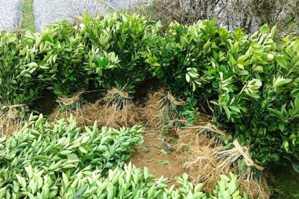 沙糖桔的种植技术，定植深度以平苗木原位置为宜