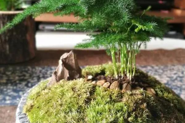 云竹怎么养,土壤要长期保持微湿