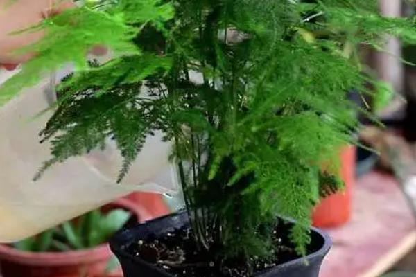 云竹怎么养,土壤要长期保持微湿