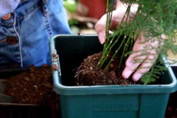 云竹怎么养,土壤要长期保持微湿