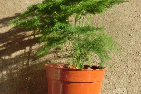 云竹怎么养,土壤要长期保持微湿