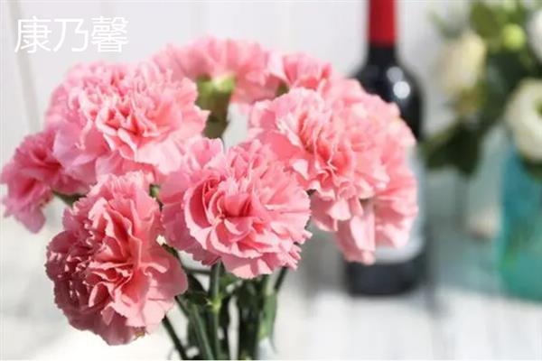 康乃馨和玫瑰有什么区别，科属、形态和花语均不同