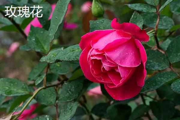 康乃馨和玫瑰有什么区别，科属、形态和花语均不同