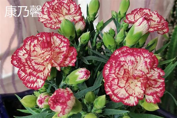 康乃馨和玫瑰有什么区别，科属、形态和花语均不同