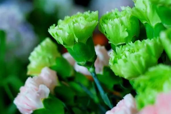 康乃馨和玫瑰有什么区别，科属、形态和花语均不同