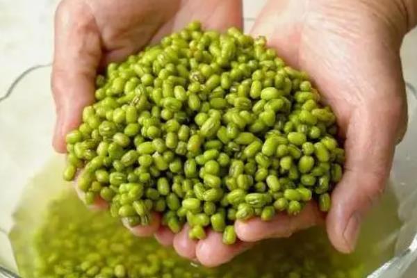 绿豆如何储存才能防虫,可化学熏蒸也可沸水浸泡等