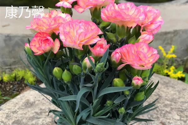 康乃馨和玫瑰有什么区别，科属、形态和花语均不同