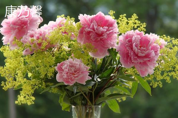 插水花期较长的鲜切花有哪些，有百合、康乃馨等