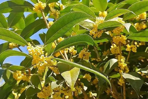 桂花什么时候开，桂花9-10月开