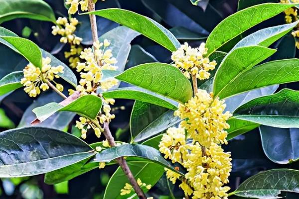 桂花什么时候开，桂花9-10月开