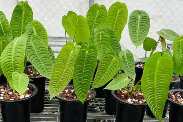 火鹤王花烛的养殖方法，适生长湿度在50%-80%之间